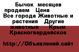 Бычок 6месяцев продаем › Цена ­ 20 000 - Все города Животные и растения » Другие животные   . Крым,Красногвардейское